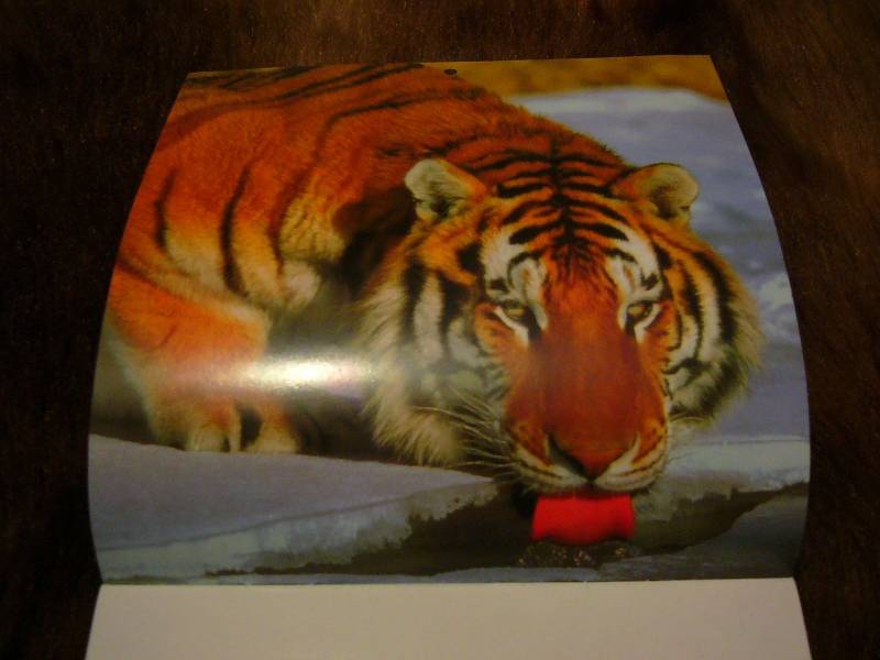 Иллюстрация 2 из 7 для Календарь 2010 "Год тигра" (30908) | Лабиринт - сувениры. Источник: Nika