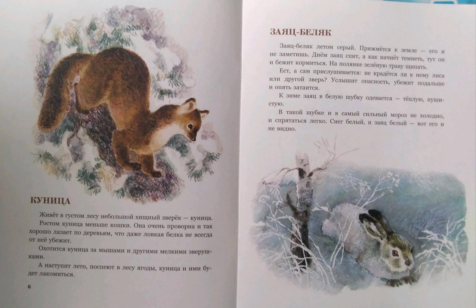 Иллюстрация 61 из 61 для В нашем лесу - Вера Чаплина | Лабиринт - книги. Источник: Надюшка