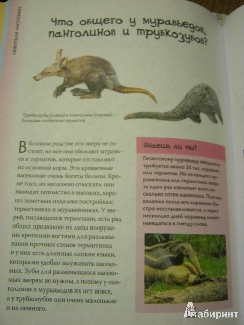 Иллюстрация 12 из 25 для Энциклопедия знаешь ли ты? Млекопитающие - Эми-Джейн Бер | Лабиринт - книги. Источник: Евгения39