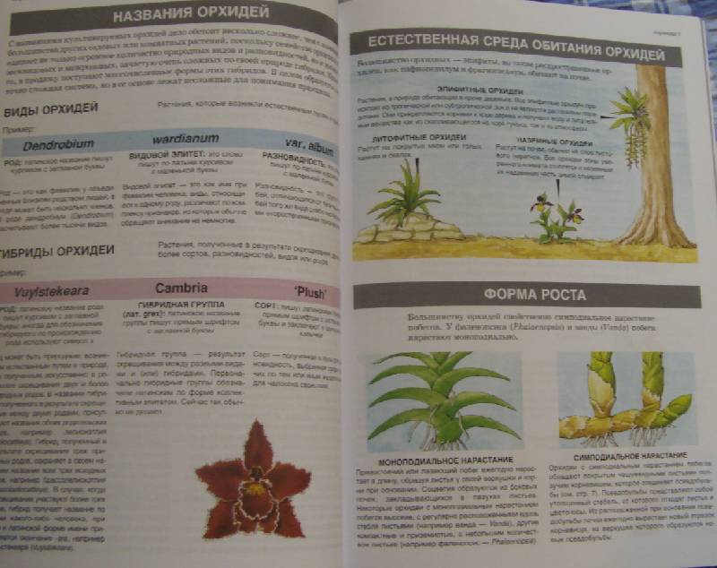 Иллюстрация 6 из 30 для Все об орхидеях - Дэвид Хессайон | Лабиринт - книги. Источник: Olla-la