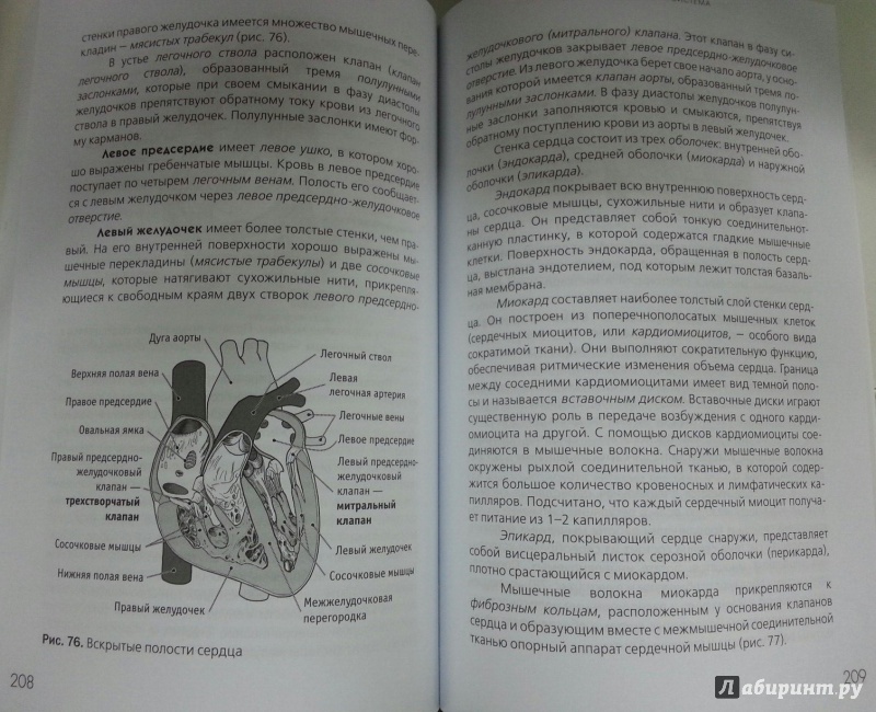 Иллюстрация 4 из 19 для Анатомия человека. Краткий курс - Козлов, Гурова | Лабиринт - книги. Источник: Den