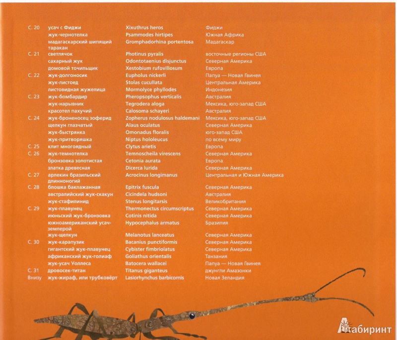 Иллюстрация 38 из 43 для В мире жуков. Интересные факты о животных - Стив Дженкинс | Лабиринт - книги. Источник: Трубадур
