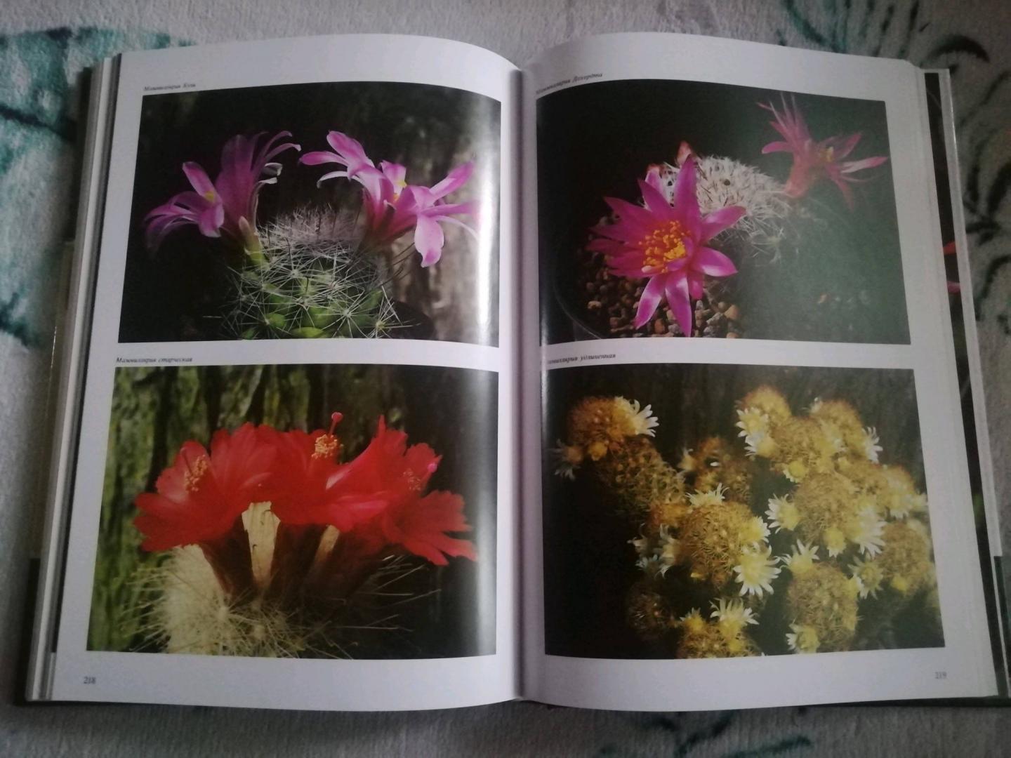 Иллюстрация 37 из 48 для Комнатные растения - Нико Вермейлен | Лабиринт - книги. Источник: Drexlor