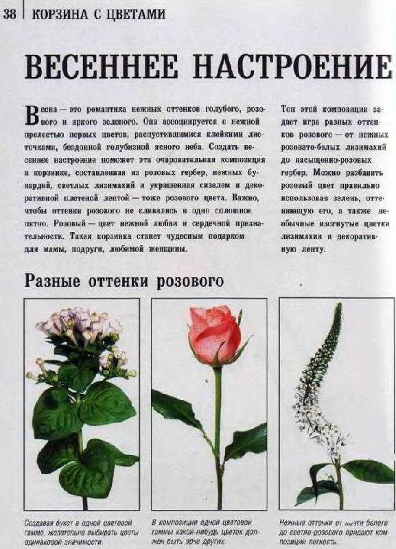 Иллюстрация 4 из 16 для Корзина с цветами - Екатерина Хохлова | Лабиринт - книги. Источник: Кнопа2