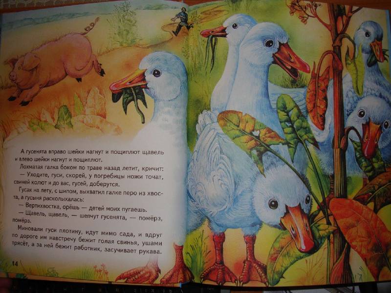 Иллюстрация 4 из 34 для Большая птичья книга | Лабиринт - книги. Источник: Нинуля