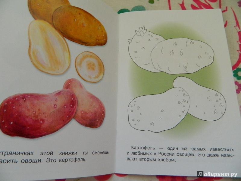 Иллюстрация 11 из 19 для Раскраска "Овощи" | Лабиринт - книги. Источник: Nnatalek