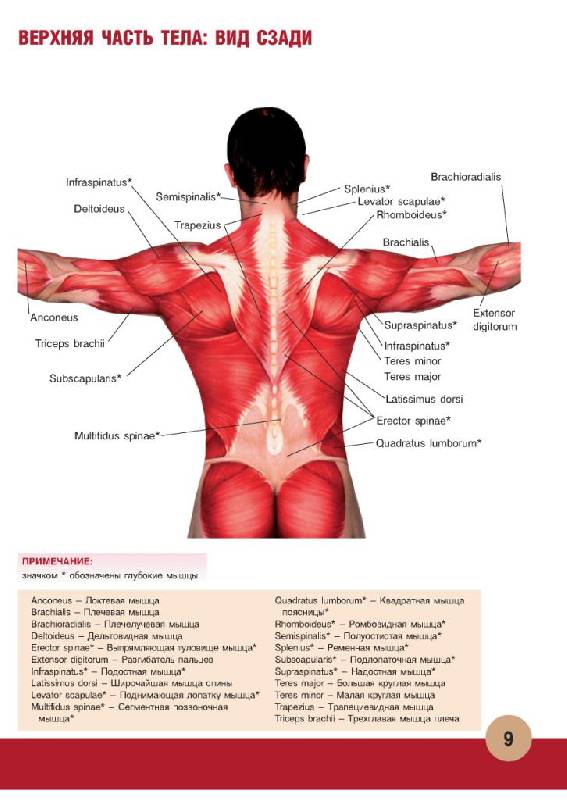 Иллюстрация 14 из 55 для Анатомия физических упражнений - Михаил Ингерлейб | Лабиринт - книги. Источник: Юта