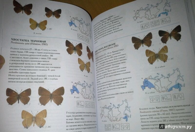 Иллюстрация 20 из 24 для Дневные бабочки. Определитель бабочек России - Каабак, Сочивко | Лабиринт - книги. Источник: Космос