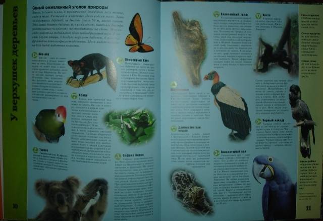 Иллюстрация 13 из 18 для Планета животных - Стив Паркер | Лабиринт - книги. Источник: Настёна