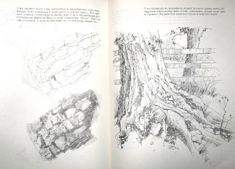 Иллюстрация 6 из 21 для Учитесь рисовать природу - Мойра Хантли | Лабиринт - книги. Источник: Спанч Боб
