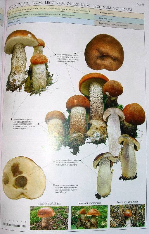 Иллюстрация 21 из 22 для Все о грибах - Пелле Янсен | Лабиринт - книги. Источник: Rocio