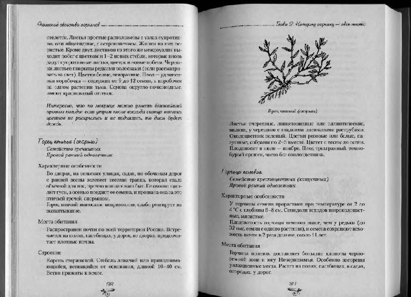 Иллюстрация 35 из 38 для Полезные свойства сорняков - Нелли Кислова | Лабиринт - книги. Источник: Юта