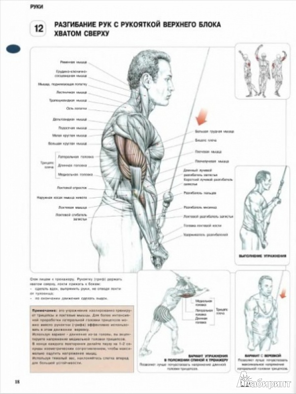 Иллюстрация 4 из 17 для Анатомия силовых упражнений для мужчин и женщин - Фредерик Делавье | Лабиринт - книги. Источник: МК