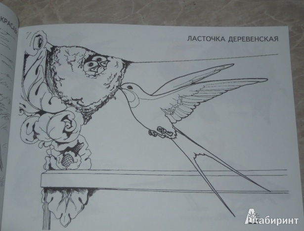 Иллюстрация 2 из 18 для Изучаем и раскрашиваем. Перелетные птицы | Лабиринт - книги. Источник: Iwolga