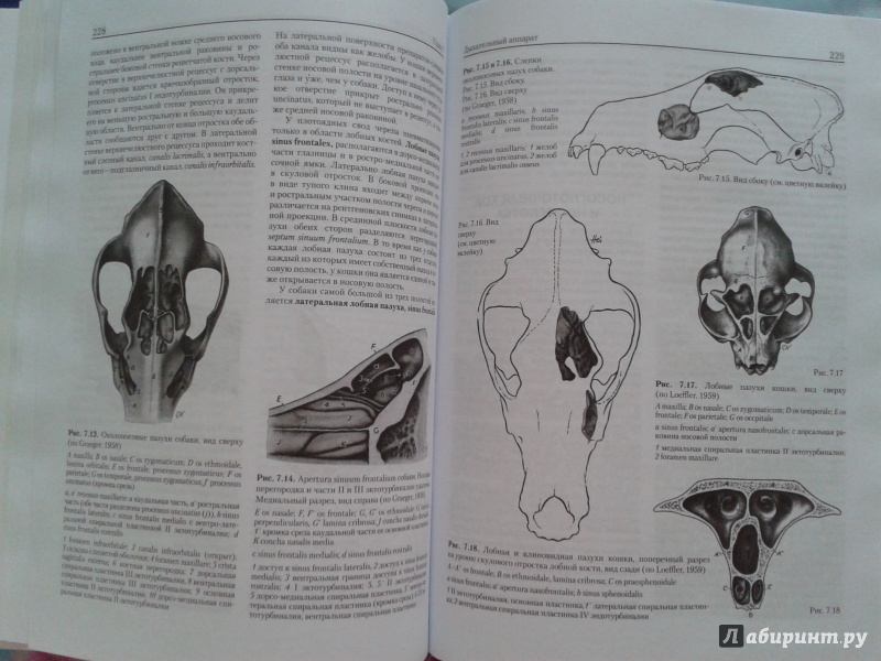 Иллюстрация 5 из 5 для Анатомия собаки и кошки - Амзельгрубер, Бёме, Фревейн | Лабиринт - книги. Источник: Скальда