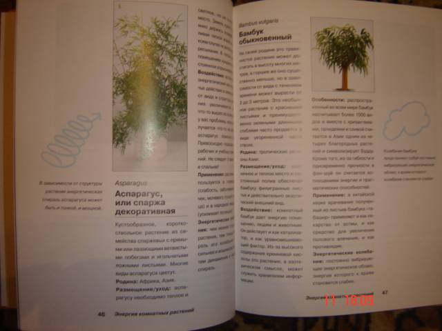 Иллюстрация 5 из 10 для Энергия комнатных растений - Ева-Катарина Хоффманн | Лабиринт - книги. Источник: Leyla