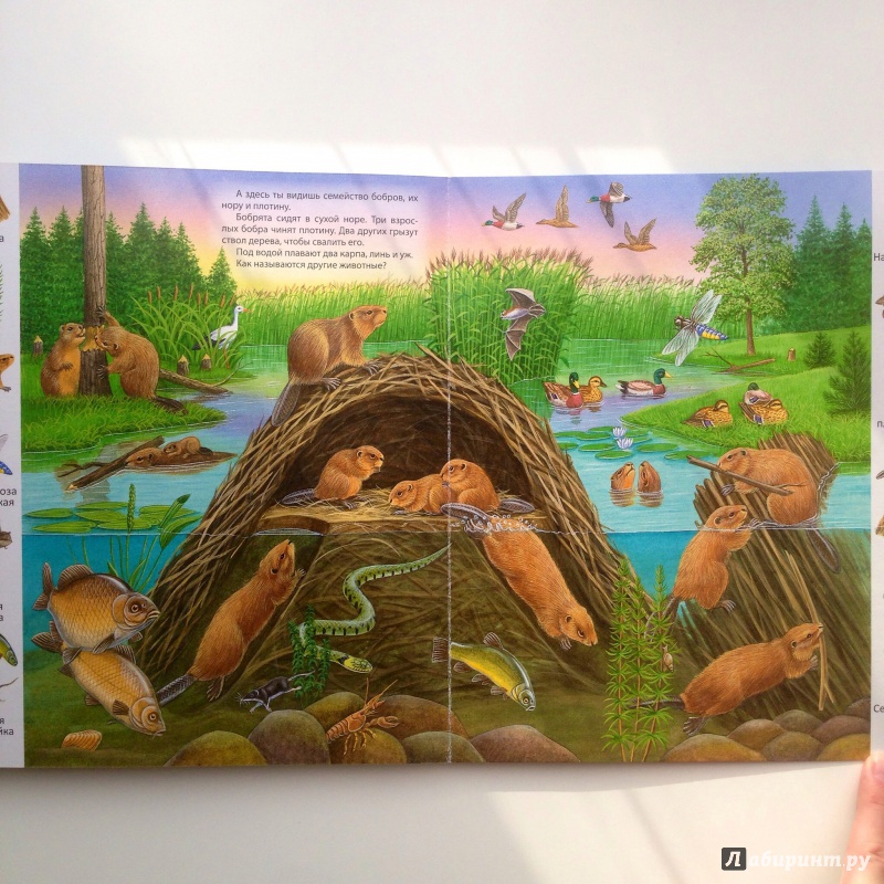 Иллюстрация 19 из 29 для В пруду и у реки | Лабиринт - книги. Источник: Xikary