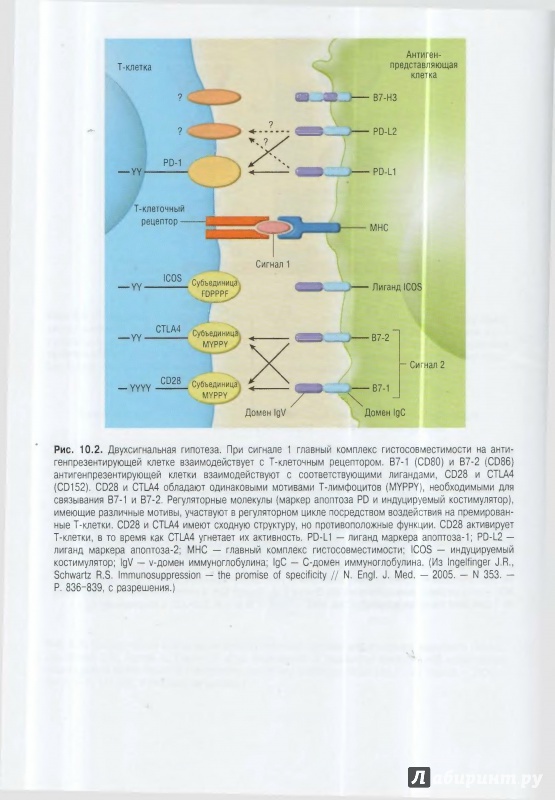 Иллюстрация 3 из 7 для Цирроз печени и его осложнения. Трансплантация печени - Шифф, Соррел, Мэддрей | Лабиринт - книги. Источник: ВраЧиталла