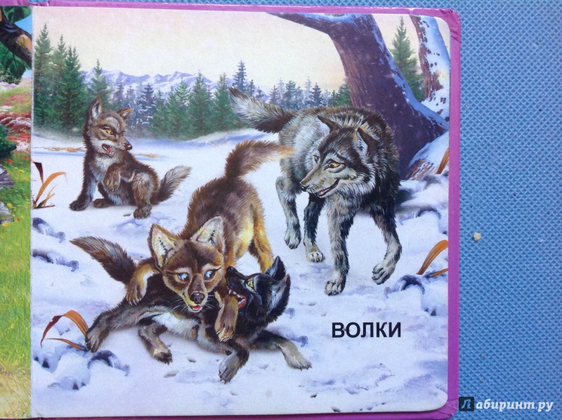 Иллюстрация 6 из 24 для Дикие животные | Лабиринт - книги. Источник: Дмитриева  Ирина