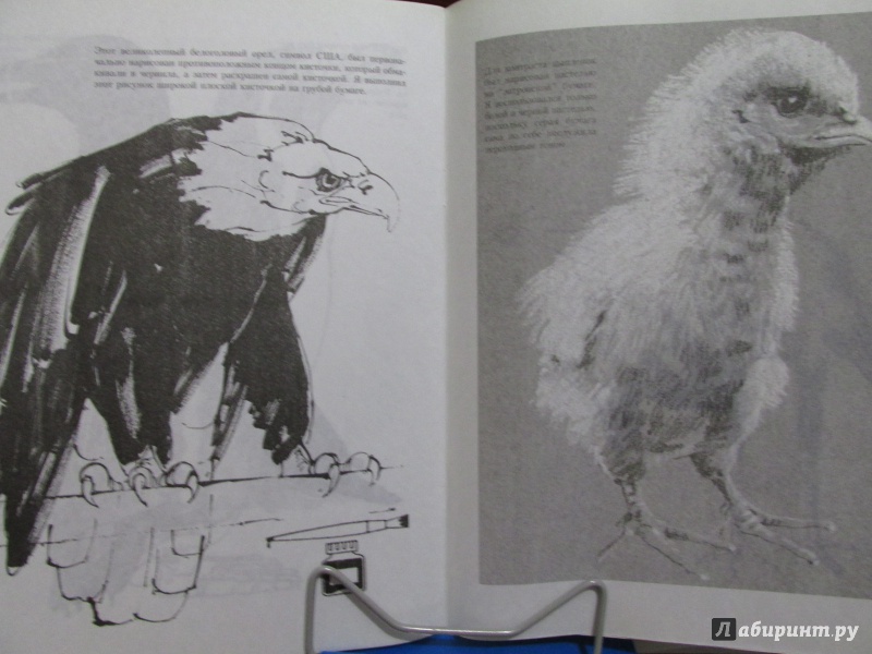 Иллюстрация 7 из 27 для Учитесь рисовать птиц - Дэвид Браун | Лабиринт - книги. Источник: Ivanov Igor