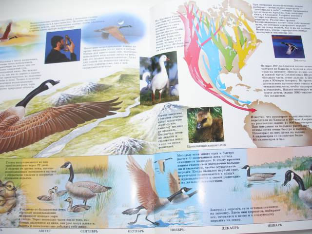 Иллюстрация 81 из 96 для Мир животных (17 книг в боксе) | Лабиринт - книги. Источник: Осьминожка