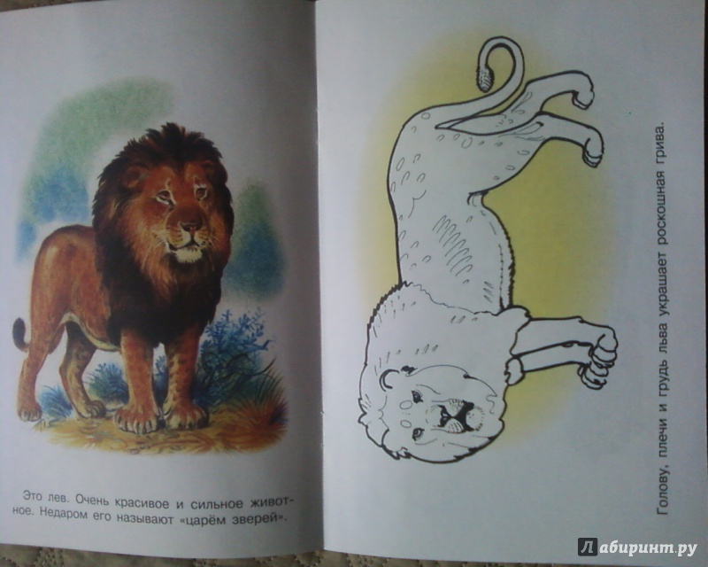 Иллюстрация 12 из 17 для Раскраска. Животные Африки | Лабиринт - книги. Источник: Родионова  Надежда