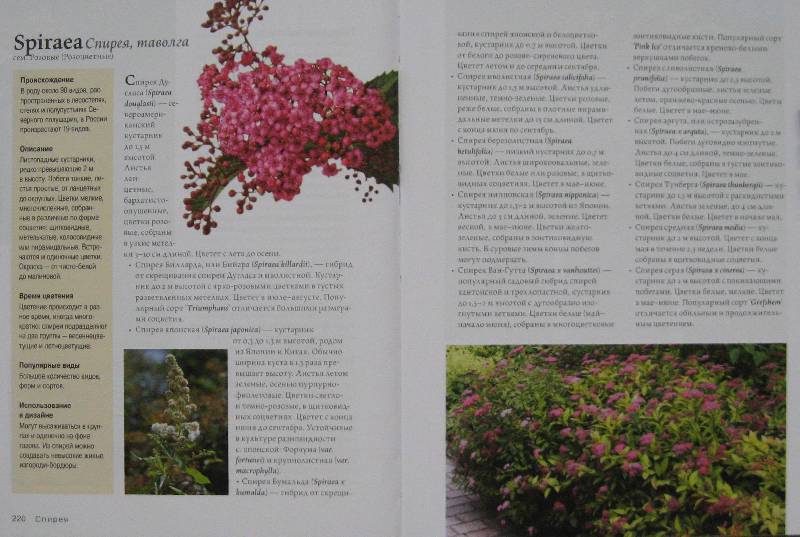Иллюстрация 31 из 33 для Современное декоративное садоводство. Деревья и кустарники (+CD) | Лабиринт - книги. Источник: Флоренция
