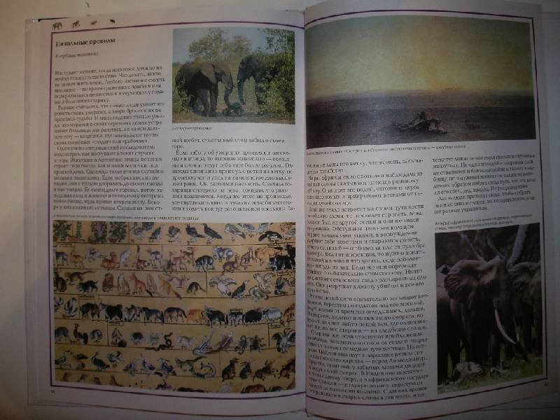 Иллюстрация 5 из 38 для Чудеса природы. Животный мир - Виктор Калашников | Лабиринт - книги. Источник: Tiger.