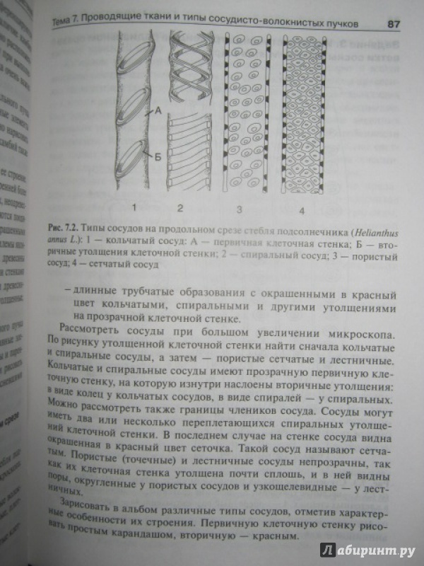 Иллюстрация 13 из 19 для Ботаника. Руководство к практическим занятиям - Барабанов, Зайчикова | Лабиринт - книги. Источник: Евгения39