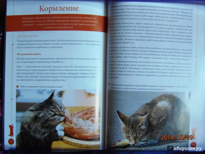 Иллюстрация 5 из 7 для Ваша кошка. Практическое руководство по уходу - Анастасия Красичкова | Лабиринт - книги. Источник: D'Olga