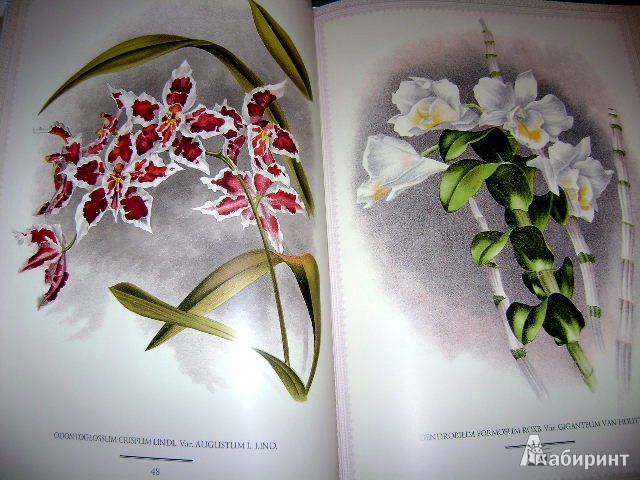 Иллюстрация 20 из 38 для Орхидеи. Линдения - иконография орхидей | Лабиринт - книги. Источник: Lunna
