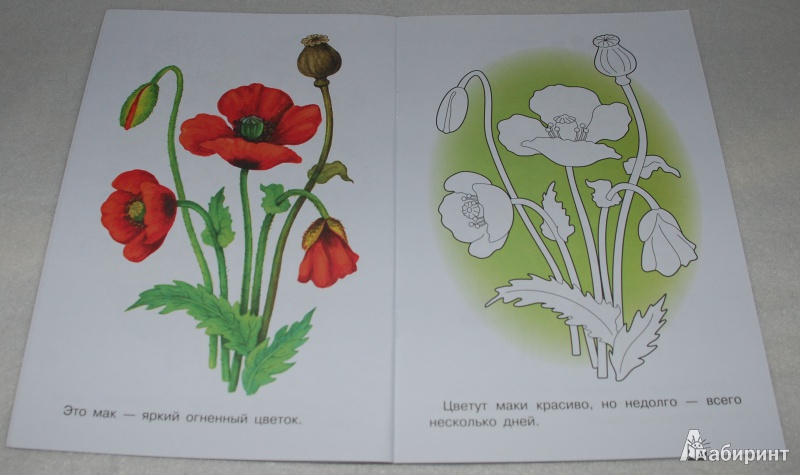 Иллюстрация 6 из 21 для Раскраска "Лесные и полевые цветы" | Лабиринт - книги. Источник: Книжный кот