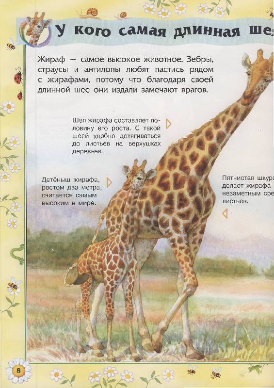 Иллюстрация 4 из 6 для Животные | Лабиринт - книги. Источник: Евгения Анатольевна