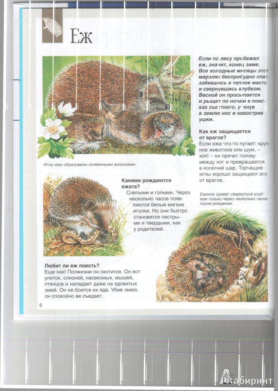 Иллюстрация 5 из 50 для Животные - Букобза, Мулинье | Лабиринт - книги. Источник: Юлия Короткова