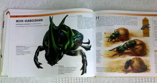 Иллюстрация 17 из 36 для Жуки и другие монстры мира насекомых - Сюзан Барраклаух | Лабиринт - книги. Источник: Сати