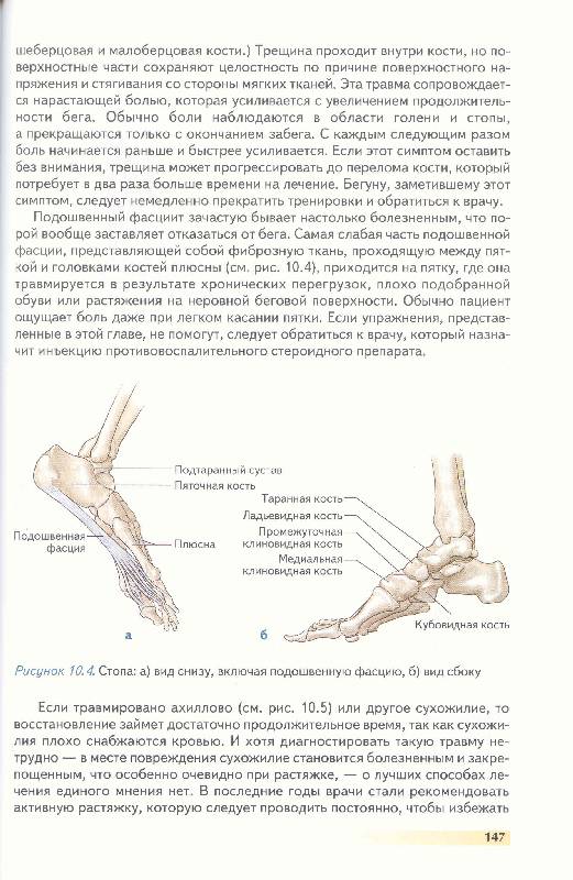 Иллюстрация 34 из 35 для Анатомия бега - Пулео, Милрой | Лабиринт - книги. Источник: Милада