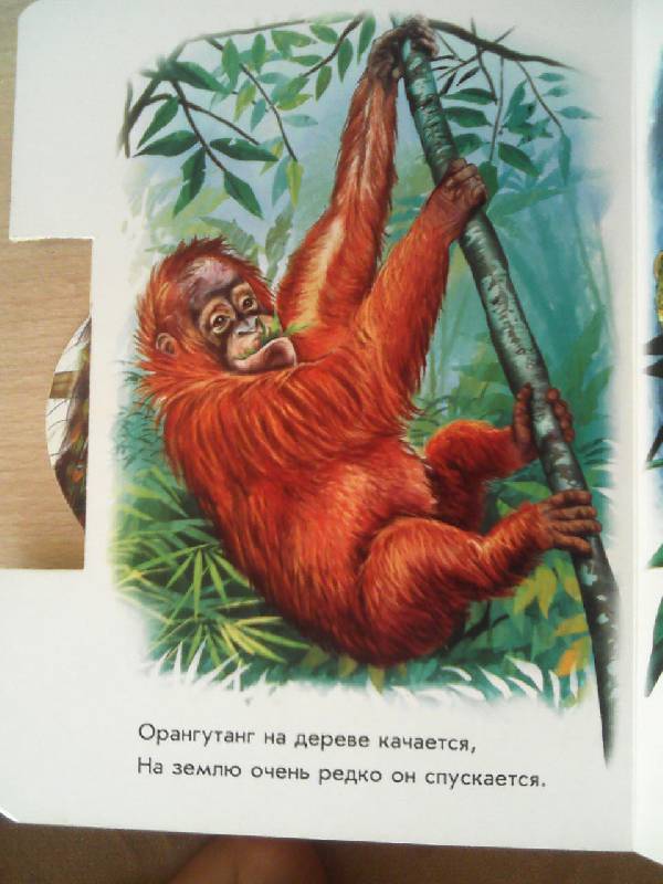 Иллюстрация 7 из 19 для В джунглях - Олеся Квитка | Лабиринт - книги. Источник: Irbis