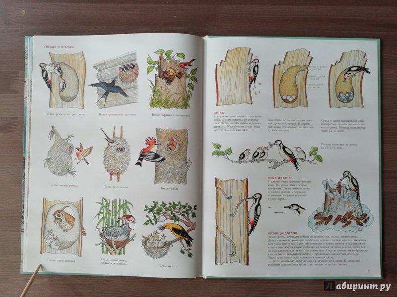 Иллюстрация 84 из 109 для В лесу - Петр Багин | Лабиринт - книги. Источник: Гошева  Елена
