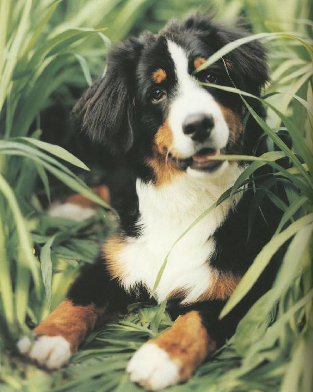 Иллюстрация 17 из 18 для 101 фотогерой. С любовью к собакам - Рейчел Хэйл | Лабиринт - книги. Источник: ЛиС-а