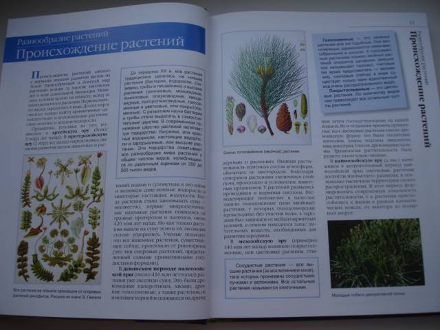 Иллюстрация 19 из 50 для В мире растений - Дикарева, Леонова | Лабиринт - книги. Источник: Осьминожка