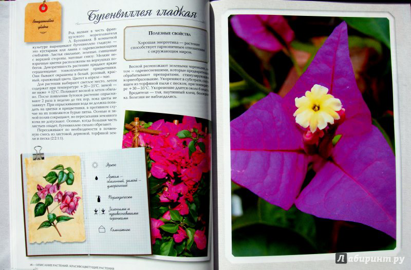 Иллюстрация 5 из 11 для Комнатные растения - Князева, Князева | Лабиринт - книги. Источник: very_nadegata
