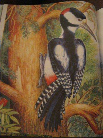 Иллюстрация 11 из 35 для Сказки о животных - Виталий Бианки | Лабиринт - книги. Источник: М-и-л-е-н-а