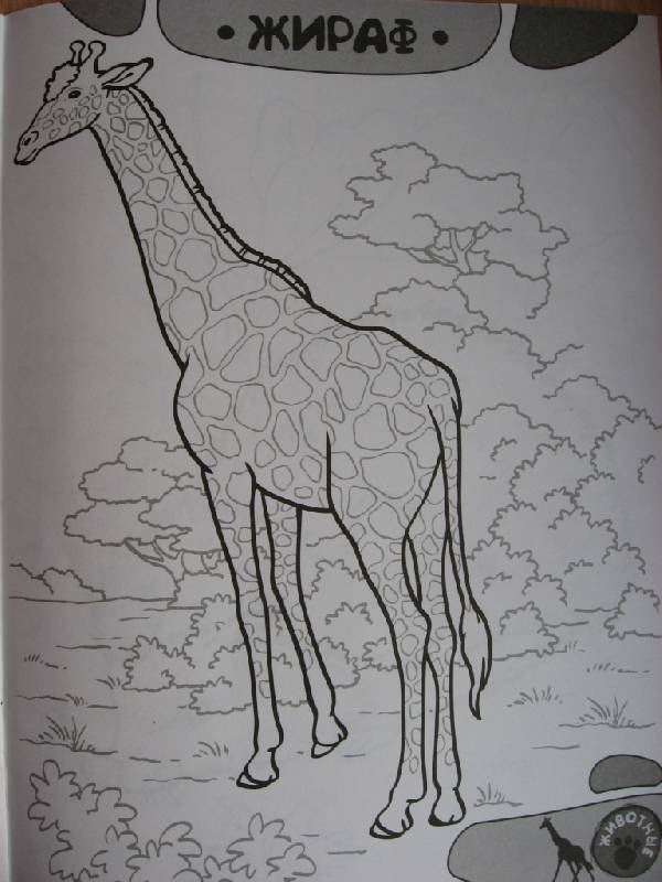 Иллюстрация 15 из 15 для Я учусь рисовать! Животные | Лабиринт - книги. Источник: Юта