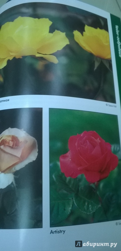Иллюстрация 5 из 7 для Выращивание роз для чайников - Лэнс Уолхайм | Лабиринт - книги. Источник: Елена