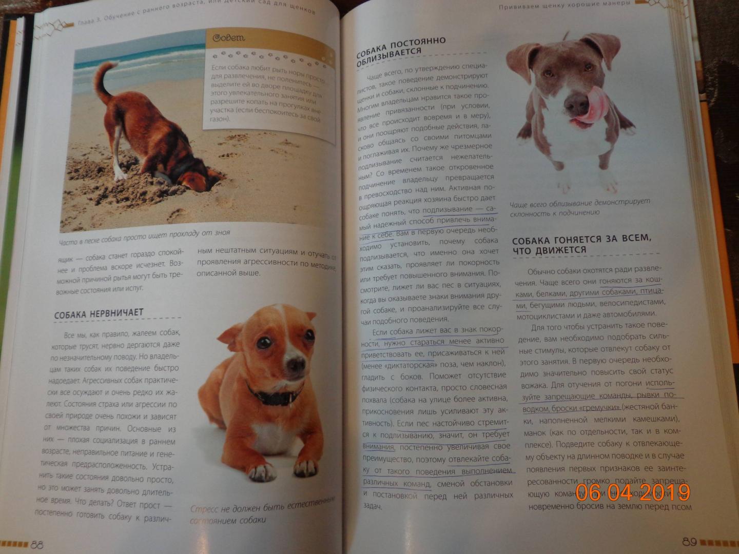 Иллюстрация 12 из 15 для Дрессировка и воспитание собаки (+DVD) - Андрей Шкляев | Лабиринт - книги. Источник: Лабиринт