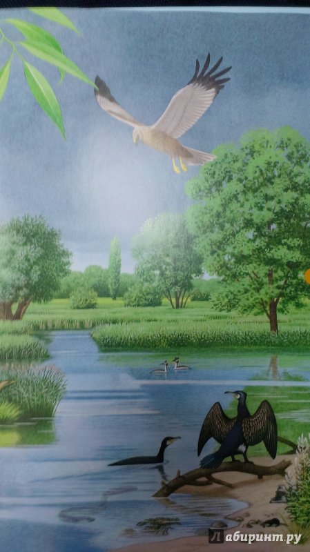 Иллюстрация 14 из 51 для Речная прогулка. Находилка-определялка с иллюстрациями. ФГОС - Томас Мюллер | Лабиринт - книги. Источник: Савчук Ирина