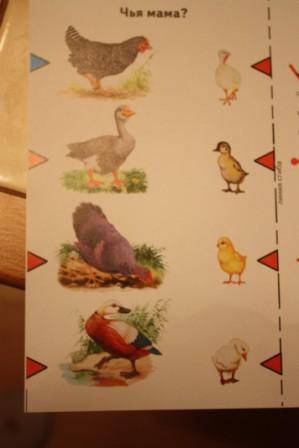 Иллюстрация 3 из 11 для Домашние птицы | Лабиринт - книги. Источник: Носенко  Елена Михайловна