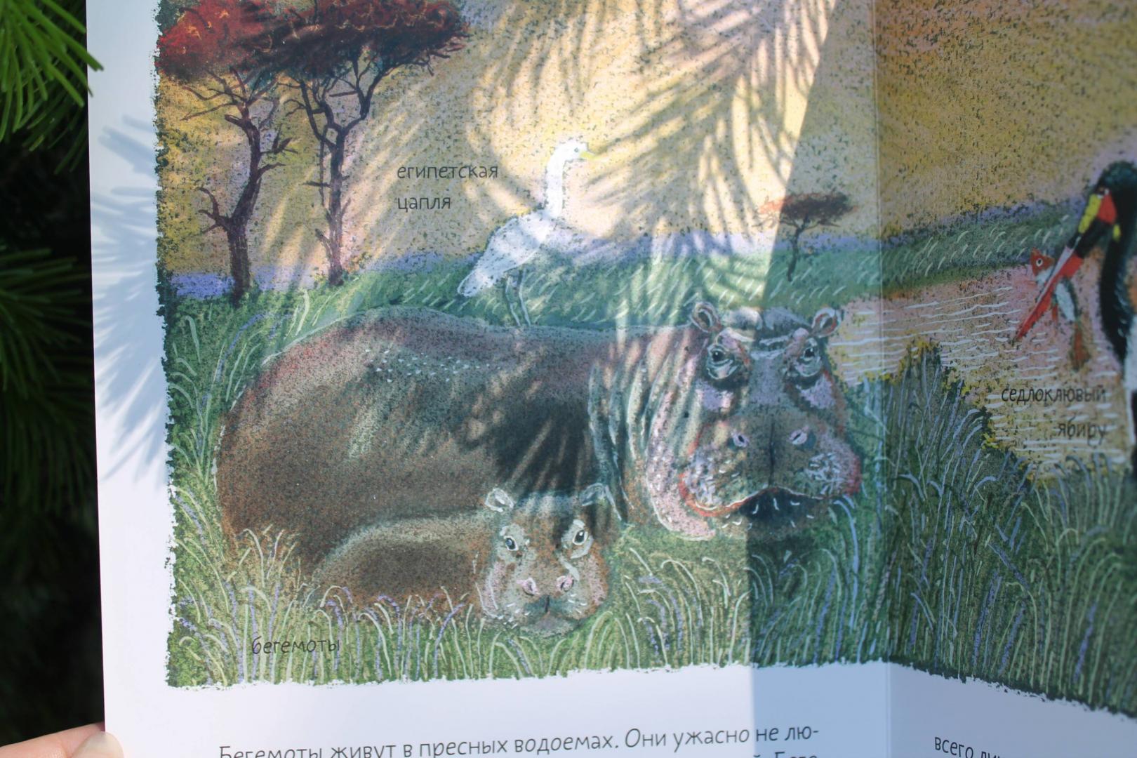 Иллюстрация 91 из 93 для Африканская саванна - Анна Веркина | Лабиринт - книги. Источник: Зуева  Анастасия Сергеевна