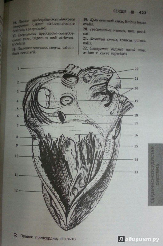 Иллюстрация 19 из 21 для Справочный атлас анатомии человека (На основе Международной анатомической терминологии) - Рудольф Самусев | Лабиринт - книги. Источник: Den