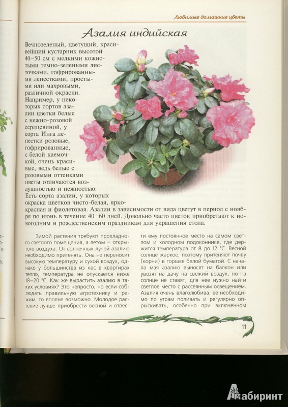 Иллюстрация 7 из 15 для Любимые домашние цветы - Ганичкина, Ганичкин | Лабиринт - книги. Источник: ЛиС-а